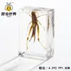 Artesanías de especímenes, insectos reales, escarabajo ciervo, escorpión, escarabajo, araña, regalos de enseñanza de ciencias biológicas, adornos de resina
