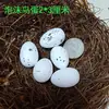 Nido de Pájaro de Ratán Decoración de Jardín de Infancia Huevos de Pájaro Nido de Pájaro de Hierba Tejida Hecho a Mano para Colgar en el Jardín Balcón