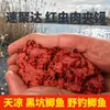 Cebo de pescado Sujuda, cebo de carne y pan, cebo de gusano rojo, cebo de camarón, cebo de compañía de pan de carpa cruciana de invierno, fábrica al por mayor