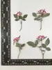 Paquete de Materiales Adhesivos DIY en Relieve de Flores Secas de Rosa Marco de Fotos Decoración de Pintura Lámpara de Mesa de Rosa Espécimen de Planta