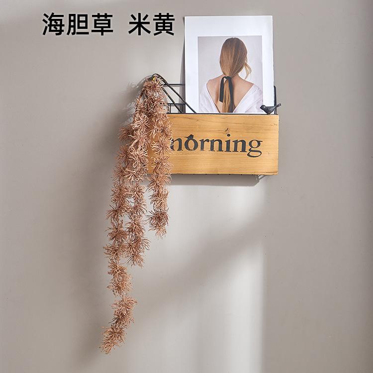 海胆草 米黄