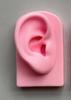 Gaby Europa y Estados Unidos transfronterizo silicona suave simulación modelo de órgano modelo rosa accesorios de exhibición para enseñanza médica