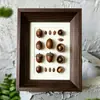 Marco para enmarcar especímenes de plantas estilo madera natural con cartulina blanca, acrílico, frutas, flores secas, flores prensadas para exhibición, de mesa o para colgar en la pared