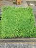 Sedum Chino Premium Hierba Buda Dorada Hierba Nieve Delgada Hierba Buda Hoja Dorada Maceta Planta Cubresuelos Flor Resistente al Frío Hierba Espejo