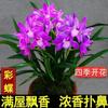 [Orquídea Exquisita] Plántulas de orquídeas de alta gama, resistentes al frío, negras y con un aroma intenso, fáciles de cultivar en macetas para salas de estar interiores.
