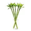 Vaso Especializado para Bambu Hidropônico, Adequado para Cultivar Bambu da Sorte, Vaso para Flores de Bambu da Sorte, Plástico Transparente, Não é Vidro