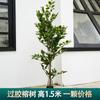 Simulación ramificación enverdecimiento hojas de árbol falso decoración ingeniería jardín pegamento árbol grande hojas de baniano paisajismo accesorios para actuación