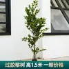 Ramas de Árbol de Simulación Enverdecimiento Hojas de Árbol Falsas Decoración de Ingeniería de Jardín Accesorios para Actuaciones de Árbol Grande Hojas de Higuera Recubiertas de Pegamento Rama de Paisajismo