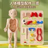 Modelo de corpo humano, modelo de anatomia de órgão de brinquedo infantil, material didático médico, montagem de órgão interno faça você mesmo, estrutura de esqueleto