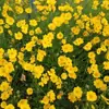 180 Variedades de Sementes de Flores Não Repetitivas, Fáceis de Cultivar em Todas as Estações, Podem Afastar Mosquitos, Adequadas para Varandas Internas e Externas, Distribuição Transfronteiriça
