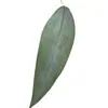 Hojas de Plantas Artificiales, Hojas de Eucalipto, Hojas de Dinero, Hojas de Eucalipto, Arreglos Florales Artificiales, Decoración del Hogar, Arte Floral de Plantas Verdes