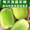 Pepino Fresco, Pepino Niña de Jade, Pepino Fruta, Pepino Fresco Sf del Tamaño de un Pulgar, Pepino Vegetal Blanco de Jade Seco del Noreste