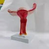 Versão em Inglês Transfronteiriça do Modelo Anatômico de Útero Grande Saudável e Natural Pvc Reproductive Ovário Feminino Vagina Modelo de Útero