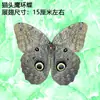 Venta Directa al Por Mayor de Fábrica de Especímenes Reales de Mariposas con Alas Extendidas, Diversos Insectos y Escarabajos, Accesorios para Fotos, Educación Científica, Especímenes Naturales