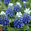 Bulbos e sementes de Jacinto para cultivo hidropônico em ambiente interno, cultivo em solo no inverno, flores de vaso resistentes e fáceis de cultivar
