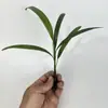 Materiales DIY Paisaje en Miniatura Botella Planta Pequeña Individual Tarro de Lluvia Paludario Hierba de Hoja Neta Piedra de Agua Arreglo Rocoso Escenario
