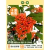Plántula de Osmanthus en Maceta Osmanthus de Cuatro Estaciones Osmanthus Dorado Planta de Interior de Aroma Fuerte Patio Árbol Grande Dorado Maceta Flor Plantación en Suelo