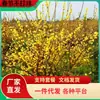 Mudas de Jasmim-da-China Resistentes ao Frio para Dropshipping, Árvores de Jasmim-da-China Enxertadas em Pote Grande tipo Pirulito para Jardins de Quintal