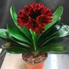 Plantas de Floración Anual de Interior, Plantas Perennes, Plántulas de Flor Mariposa, Clivia, Plantas de Clivia en Maceta, Plántulas Grandes