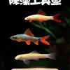Peixe Ornamental Limpador Musgo Dourado Vivo Tanque de Peixes Ferramenta de Limpeza Peixe Rato de Água Doce Pequeno Tropical Animal de Estimação