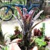 Piña Llena de Agua Linda Piña Colorida Tanque de Selva Tropical Plantas Acuáticas Ecológicas de Agua y Tierra Tanque para Reptiles Paisajismo Plantas Comunes