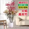 Planta de Vaso Nandina Bambu para Sala de Estar, Planta Verde, Mudas de Bambu Nandina Flamejante, Plantio no Jardim o Ano Todo, Paisagem Decorativa, Bonsai de Folha Vermelha