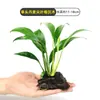 Plantas de Acuario, Decoraciones de Paisajismo con Césped Real, Plantas Aptas para Principiantes, Crisantemo Verde Ciempiés, Plantas de Sombra, Piedra Volcánica, Plantas Verdes Purificadoras de Agua