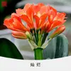 Preciosa planta de Clivia en maceta, plántula madura para balcón interior, florece el mismo año, variedad 'Cabeza Redonda del Monje', fácil de cuidar, una buena planta verde