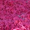 Micro-Paisaje Personalizado DIY Materiales Clásicos Colorida Mini Estrella de Mar Botella de los Deseos Decoración Artesanal Pura Artesanía