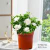 Plántulas de Jazmín en Maceta con Capullos, Tocón Viejo Fragante de Nueve Millas, Repelente de Mosquitos, Gardenias Florales Hidropónicas, Plantas Verdes, Florecen en Interiores Todo el Año