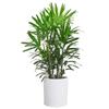 Bambu Marrom Jinshan em Vaso Planta Verde Hidropônica Folha Pequena Bambu Arroz Interno Sala de Estar Casa Grande que Traz Fortuna Bambu Rico Bambu d'Água