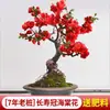 Mudas de Flor de Ameixa Vermelha em Vaso Bonsai de Tronco Velho Nativo Plantas Verdes para Varanda e Pátio Flores Perfumadas Resistente ao Frio Flor de Inverno para Todas as Estações