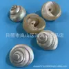 Artesanías de Caracolas Naturales Vendidas por Libra para Acuarios, Fotografía, Educación de Estudiantes y Niños, Minería y Uso Marino