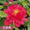 Venta al por mayor de plantas ornamentales en maceta, semillas de loto y nenúfar cultivadas en agua, semillas de flor de loto de cuenco y nenúfar para estanques hidropónicos