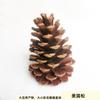 Pinha americana de 15 cm, pinha de Natal, arranjo de janela, enfeites de tiro, decoração de casa, material de flores secas faça você mesmo