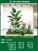Paisagismo de Planta Artificial Varanda Arranjo de Paisagem Escada Interna Sob Árvore de Flores Artificiais Decoração Biomórfica Planta Verde Paisagismo Combinação