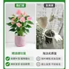 Planta en Maceta de Anturio con Flores, Planta de Interior para Escritorio de Oficina, Planta Verde para Sala de Estar, Purifica el Aire, Bonsái Fácil de Mantener