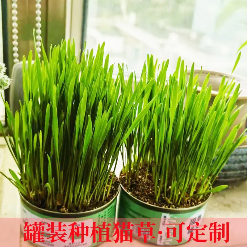 罐装猫草1