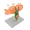 Flor de Gêmeos (Flor de Maçã) Estame da Flor Estrutura da Planta Estrutura Ampliada Modelo de Anatomia Display de Ensino Biológico