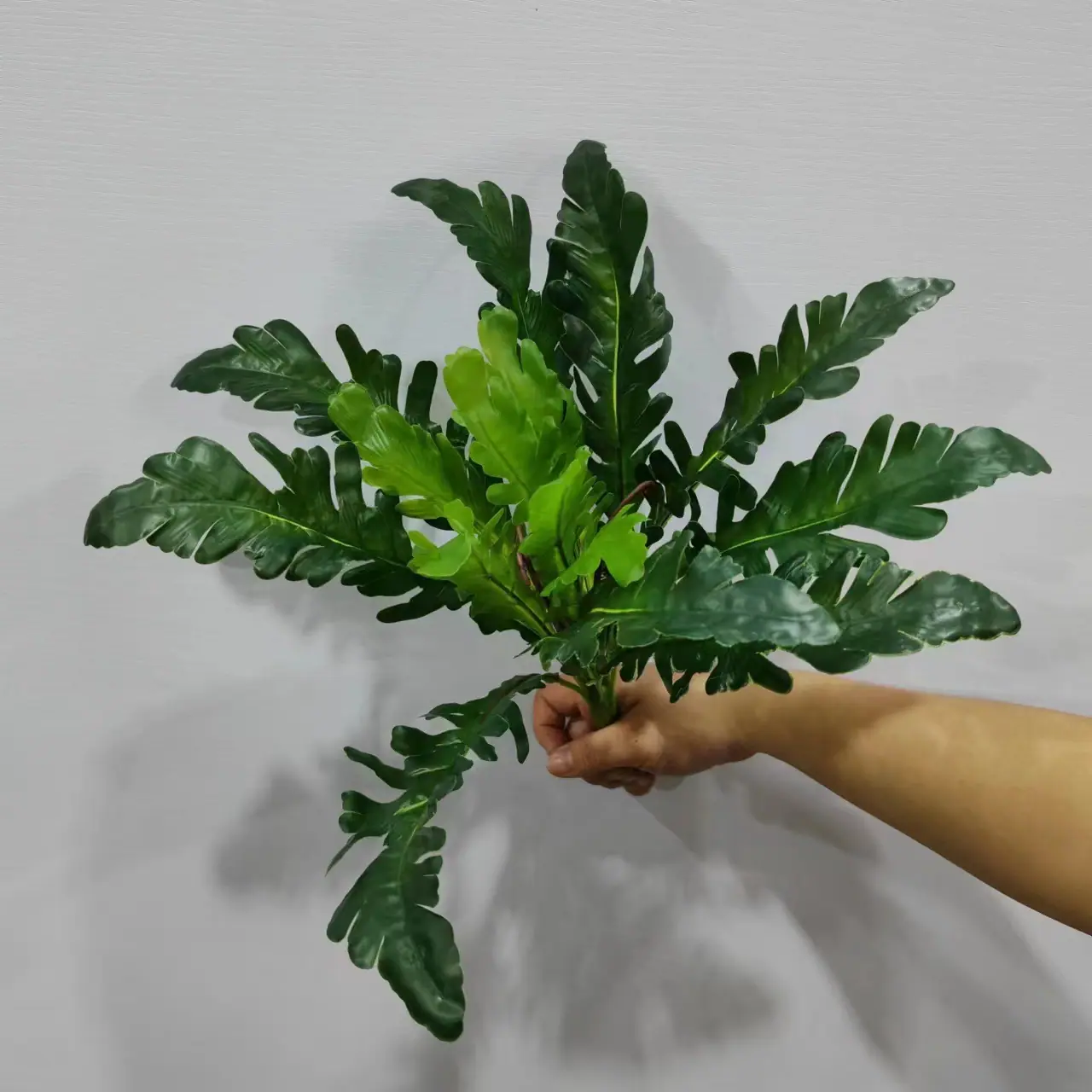 鸟巢叶.jpg