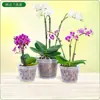 Vaso de Flor Gota de Chuva Transparente Oco Coluna de Ar Plantio de Orquídea Phalaenopsis Vaso de Flor de Plástico Suspenso Nova Matéria-Prima de PP