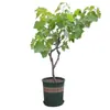 Venta al por mayor de plántulas de uva rubí romano, plantas de maceta para patio, plántulas injertadas sin semillas para plantar en el norte y el sur