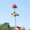 Dientes de León Simulados, Flores Artificiales de Plástico, Decoraciones para el Hogar, Decoraciones para Fotografía de Bodas, Plantas Simuladas al por Mayor