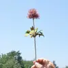 Cor de Outono Simulação Dente-de-leão Semente Plástico Flor Artificial Jardim Arte Decoração de Casa Casamento Fotografia Decoração Planta de Simulação