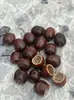 Concha de Fruta Natural Sino de Água Pinça Fruta Preta Tendão de Pato Videira Ovo de Fênix Noz-moscada Concha de Fruta Boneca DIY Artesanal Sino de Vento Chocalho