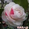 Plántulas de Camelia, Plántulas de Árbol de Camelia, Camelia Multicolor con Capullos, Plantas Verdes, Flores en Maceta, Macetas de Rosas, Bonsái