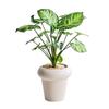 Elfo Verde Celebridad de Internet, Planta en Maceta a Prueba de Radiación para Escritorio de Oficina Tolerante a la Sombra para Purificar el Aire, Plantas Verdes y Florales Fáciles de Cultivar para Principiantes