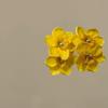 Girasol Amarillo~Horquilla de Flor para Mujer Flequillo Lateral Flor Artificial Flor Falsa Tocado Accesorios Festivos de Playa Flor para la Cabeza