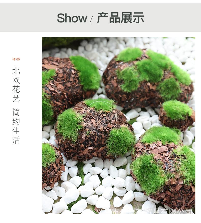 青丝草皮苔藓_05.jpg