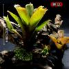 Piña Llena de Agua Linda Piña Colorida Tanque de Selva Tropical Plantas Acuáticas Ecológicas de Agua y Tierra Tanque para Reptiles Paisajismo Plantas Comunes